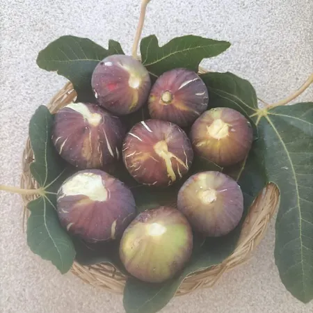 Masseria Ella Alojamento de Acomodação e Pequeno-almoço Pulsano