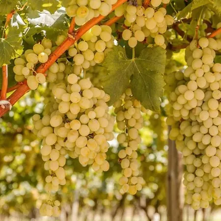 Alojamento de Acomodação e Pequeno-almoço Masseria Ella 4*