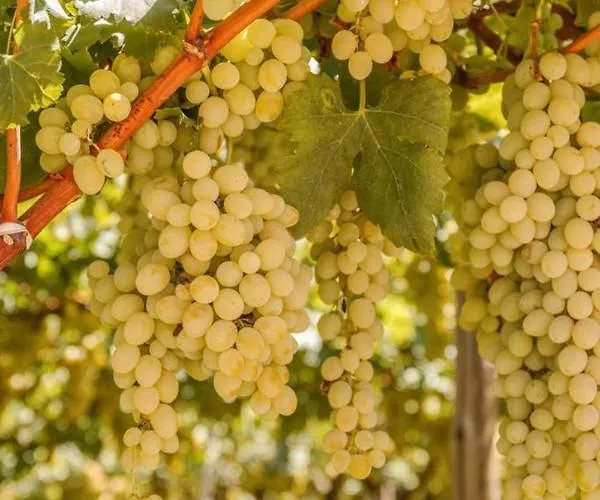 ベッド・アンド・ブレックファスト Masseria Ella 4*